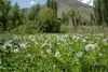 sadaf (12)_resize.jpg